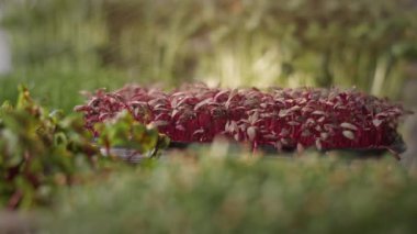 Tarım sektöründe satış ve ticaret. Mor saplı ve yeşil yapraklı mikro yeşilliklerin üzerine su sıçrıyor.