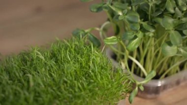 Evdeki düzgün beslenme için plastik kaplarda organik filizler yetişiyor.