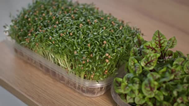 Alimentos saludables, jugosos microgreens frescos en envases de plástico en un apartamento — Vídeo de stock