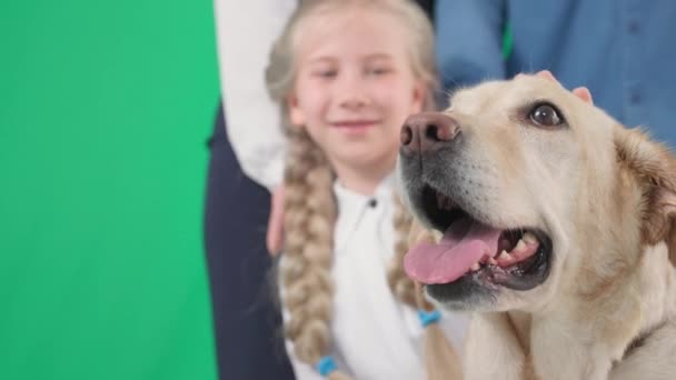 Retrato de perro labrador dorado con chica y hombre y mujer en pantalla verde, llave cromada — Vídeos de Stock