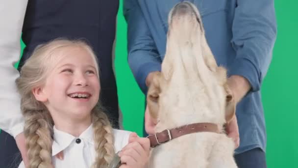 Portrait of laughing girl with labrador dog and parents, pet licks small female child on green chrome key screen, close-up — Stock Video
