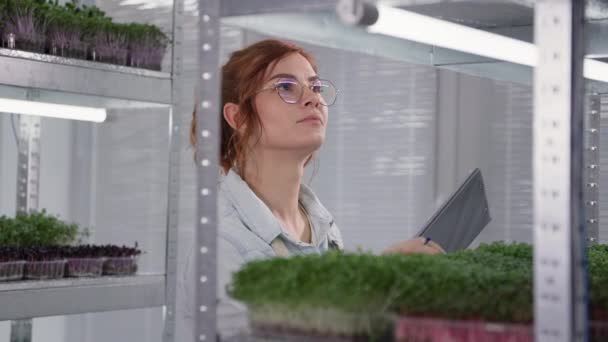 Μικρο πράσινο αγρόκτημα, γοητευτική γυναίκα με γυαλιά εξετάζει μικροπράσινο σε δοχεία στα ράφια στο εργαστήριο και κρατά σημειώσεις, υπό την προϋπόθεση των βλαστών — Αρχείο Βίντεο
