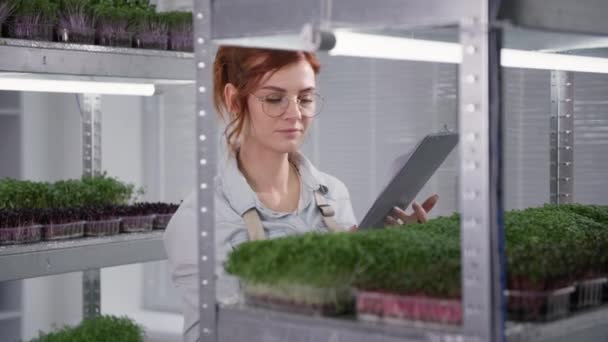 Krásná dívka se zabývá ekologickou kultivací mikrozeleně v nádobách kontroluje klíčky a píše do notebooku pozadí polic ve skleníku, malý podnik — Stock video