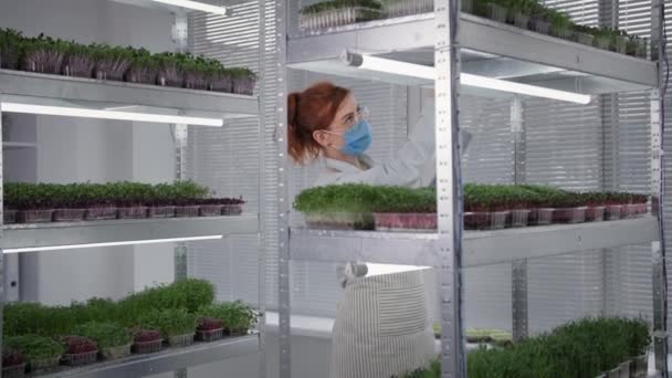Young business woman wearing medical mask and glasses inspects containers with microgreens on shelves in modern greenhouse — Stock Video