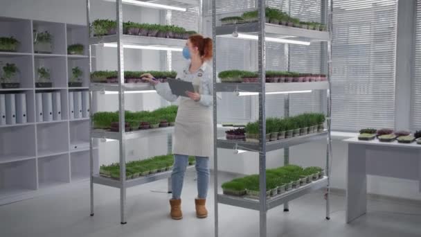 Kobieta w masce medycznej bada warunki wzrostu roślin organicznych w pojemniku na półki w szklarni — Wideo stockowe