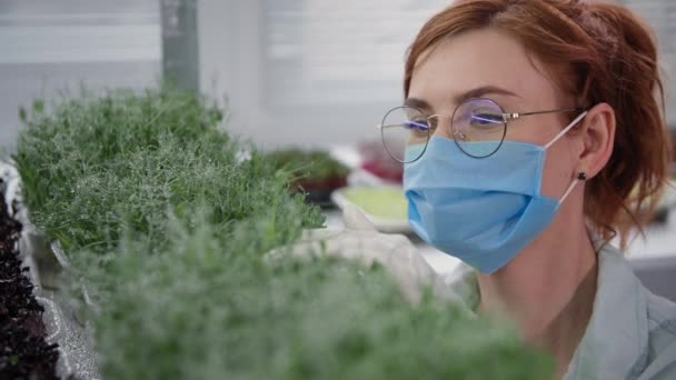Kvinnlig specialist på en medicinsk mask och handskar kontrollerar mikrogröna växter odlas i behållare på bakgrund av hyllor, närbild — Stockvideo