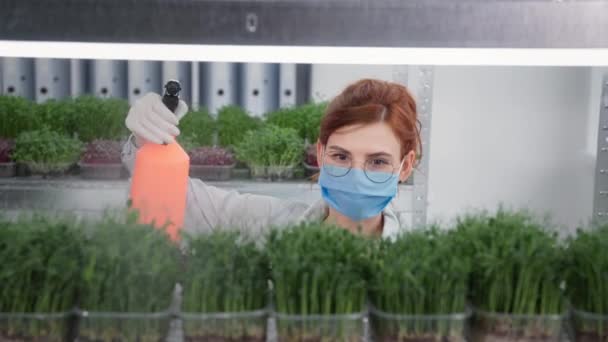 Fiatal nő szemüveggel orvosi maszkban és kesztyű spray vízzel egy spray palack mezőgazdasági növények termesztett konténerekben polcok hátterében — Stock videók