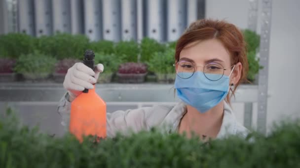 Roztomilé ženy v lékařské masce a rukavice spreje s vodou z láhve spreje na rostlině v kontejneru pěstované v moderním skleníku na policích — Stock video