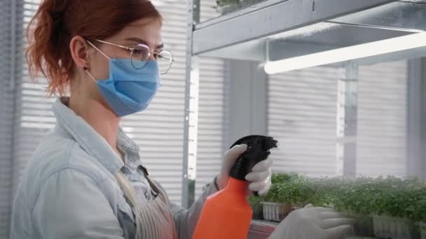 Mujeres encantadoras con gafas en máscara médica y guantes aerosoles con agua de botella de spray ecológico micro verdes en contenedor en los estantes en invernadero moderno — Vídeos de Stock