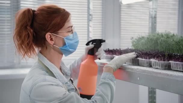 Jonge vrouw met medisch masker sprays met water uit spuitfles een ecologisch product micro-greens in containers in moderne kas op planken in kas — Stockvideo