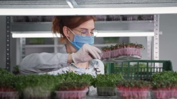 Bio üzlet, fiatal nő orvosi maszk készíti mikrozöldségek konténerekben eladó, és beteszi a dobozba, pandémiás szállítás — Stock videók