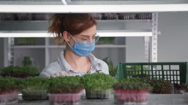 Micro greens, mujer jardinero con máscara médica comprueba brotes de plantas jóvenes y estantes contenedores de plántulas en los estantes en invernadero — Vídeos de Stock