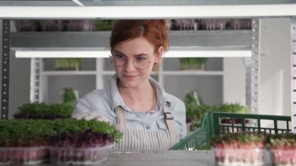 Kisvállalkozás, bájos női gazda tesz egy fiatal mikrozöld konténereket polcokon egy ökológiai üvegház — Stock videók
