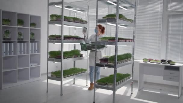 Biznes organiczny, młoda technik laboratoryjny kobiet wyświetla pojemniki ze świeżym mikrozielonym na półkach w nowoczesnej szklarni — Wideo stockowe