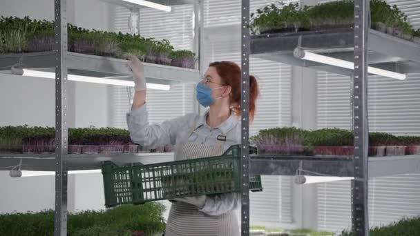 Retrato de una agricultora que lleva una máscara médica y guantes apilando recipientes con brotes jóvenes de micro verde en los estantes de un invernadero — Vídeos de Stock