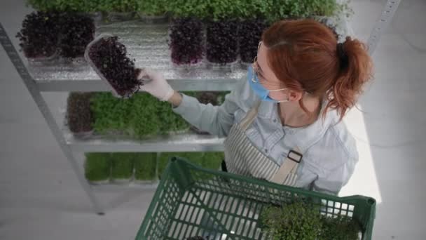 Kleine boerderij micro groene, jonge vrouwelijke boer met een medisch masker oogst verse plantenspruiten in containers in een doos voor levering en verkoop, kleine onderneming — Stockvideo