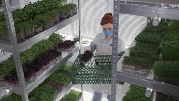 Üzleti mikrozöld, női kertész visel orvosi maszk betakarítás friss növényi csírák konténerekben doboz háttér polcok, mosolygós és a kamerába néz — Stock videók