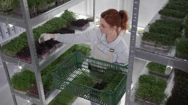 Granja orgánica, agricultora pone contenedores frescos de micro verde en los estantes en invernadero moderno — Vídeos de Stock