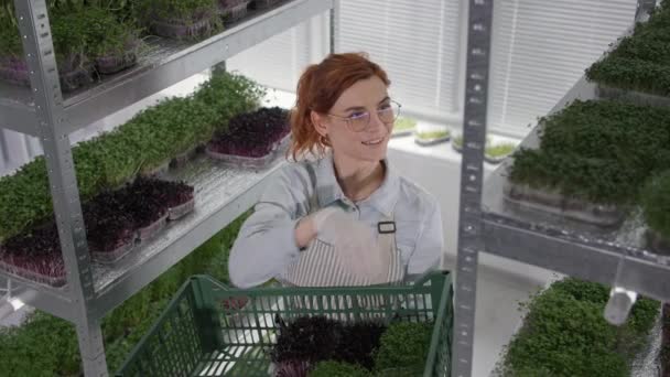 Nutrición de producción, adorable agricultora cosechando micro verde maduro en contenedor en caja, sonriendo y mirando a la cámara — Vídeos de Stock