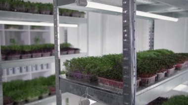 Küçük işletme, organik bitki. Modern serada mikro yeşil bir konteynırda sağlıklı besin için tohumdan yetişiyor.
