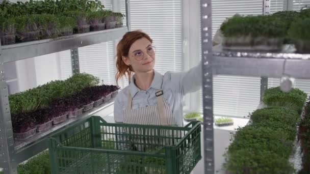 Pequeña empresa, encantadora agricultora cosechando micro verde maduro en contenedor en caja en invernadero moderno, sonriendo y mirando a la cámara — Vídeos de Stock
