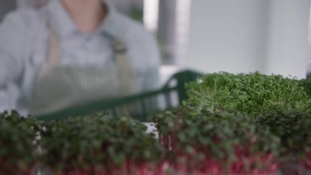 Moderní skleník, ženské farmářské ruce kladou nádobu s mikrozelenými výhonky z regálu, detailní záběr — Stock video
