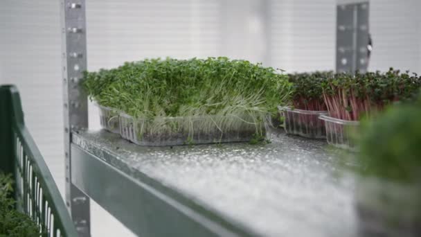 작은 녹색 사업, 여자 손에 장갑 선반 공장의 씨앗에서 재배 용기 안에 있는 온실 선반 위에 있는 — 비디오