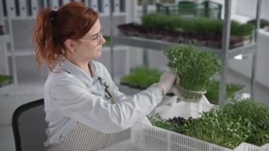 Elinde taze taze mikro yeşillik kabıyla genç bir kadın rafların arkasında oturuyor.