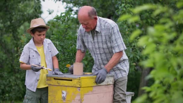 Apicoltura, bambino maschio carino si mescolerà con suo nonno dipingere vecchi alveari di legno in giardino in una giornata calda — Video Stock