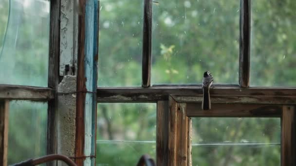 Kleine mooie vogel zit op glas kraal en probeert te krijgen in de open lucht — Stockvideo