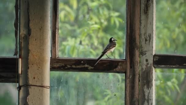 निसर्गाची काळजी घ्या, एक लहान पक्षी ग्लासिंग मणीवर बसतो आणि बाहेर जाण्याचा प्रयत्न करीत असलेल्या पारदर्शक काचेच्या विरूद्ध त्याच्या पंखांना हताशपणे मारतो — स्टॉक व्हिडिओ
