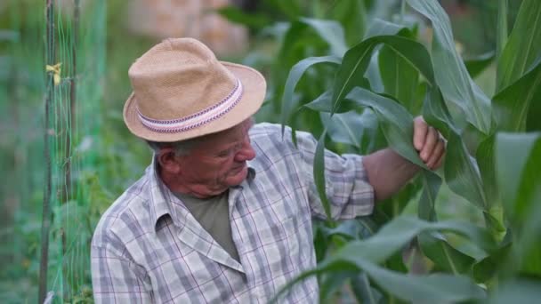 Çiftçilik, şapkalı yaşlı bir adam yaz mevsiminde tarladaki mısır tarlalarını kontrol eder. — Stok video