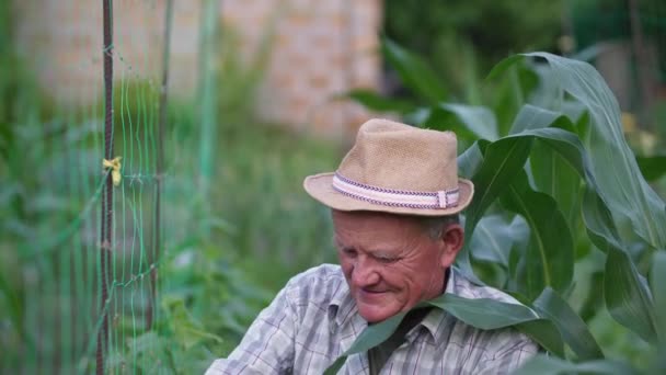 Portré egy idős emberről kalapban, aki egy mezőt és egy termést gondoz, egy hálót egyenesbe hoz a zöld kukoricalevelek hátterével egy meleg napon. — Stock videók
