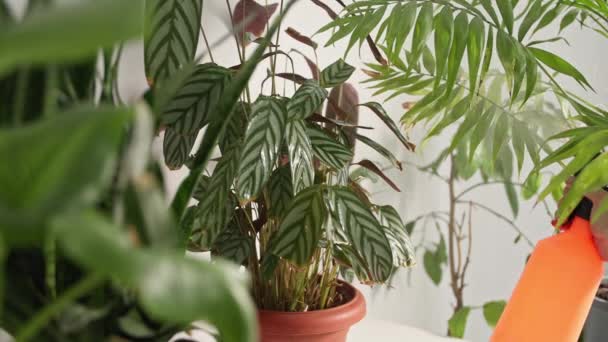 Femme au foyer pulvérise des plantes d'intérieur avec de l'eau d'un pulvérisateur tout en arrosant des fleurs dans des pots, gros plan — Video