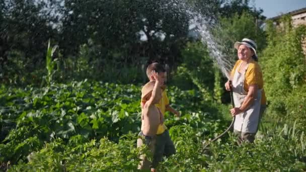 Tarım sektörü, neşeli erkek çocuklar bahçede koşarken gülen yaşlı bir kadın yeşil bitkileri sularken eğleniyor. — Stok video