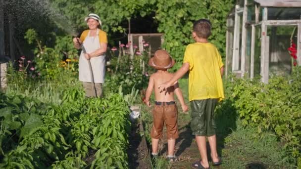 Щаслива бабуся весело і збризкує воду зі шланга на своїх онуках, поливаючи свій фермерський сад — стокове відео