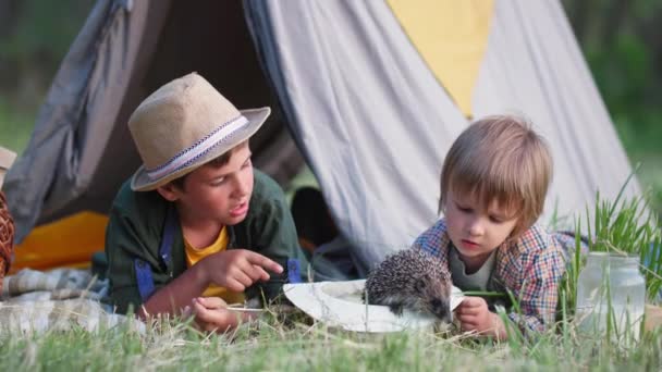Dětství, roztomilé mužské děti baví hrát si s ježkem venku, zatímco leží ve vigvamu na trávníku mezi stromy — Stock video