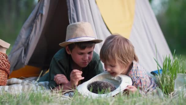 Αξιολάτρευτα αδέλφια διασκεδάστε και να παίξετε με άγρια σκαντζόχοιρος βρίσκεται σε wigwam, ενώ χαλαρώνοντας στην ύπαιθρο το καλοκαίρι — Αρχείο Βίντεο