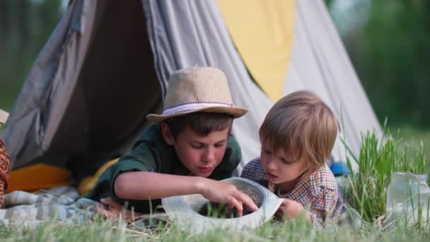 Happy childhood, beautiful male children enjoy outdoor activities and watch a hedgehog lying in a wigwam on a green louadow during summer holidays — Stock video