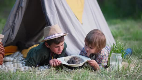 Venkovní aktivity, přátelští bratři se baví hrát s divokým ježkem při relaxaci ve vigvamu na venkově na dovolené — Stock video
