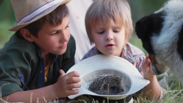 Niños guapos se divierten en el césped verde y jugar con erizo salvaje en sombrero y perro mientras se relaja fuera de la ciudad en un fin de semana de verano — Vídeo de stock