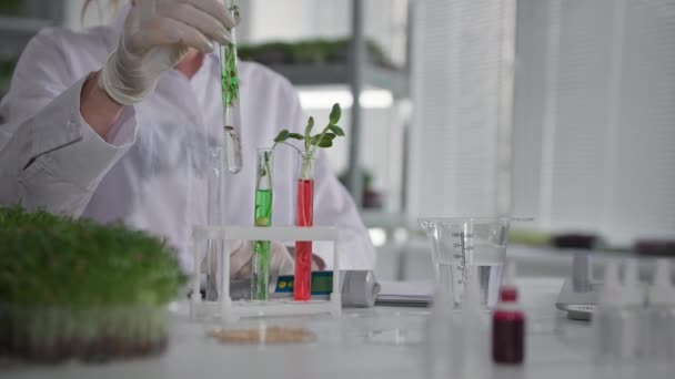 Studi tentang rekayasa genetika tanaman, perempuan ilmuwan memeriksa tabung uji dengan reagen dan mikro hijau di laboratorium, close-up — Stok Video