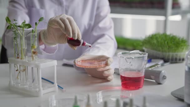 Micro-verdes orgânicos, uma mulher geóloga examina sementes geneticamente modificadas em uma placa de Petri em um laboratório biológico, close-up — Vídeo de Stock