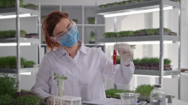Planta de cultivo en laboratorio, asistente de laboratorio femenino en máscara protectora y gafas examina el micro verde en el tubo de ensayo, goteos de reactivo y registra la reacción en el portátil — Vídeos de Stock