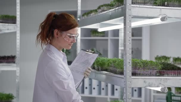 Portrait of female poal scientist wearing seals and glasses working in laboratory and examining state of micro green plants in greenhouse backdrop of shelves — Stock Video