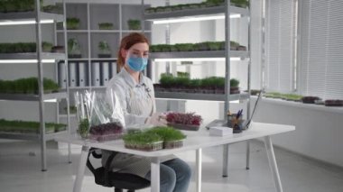Başarılı bir iş, tıbbi maskeli genç bir kadın konteynırlarda bilgisayar üzerinden mikro yeşil satıyor.
