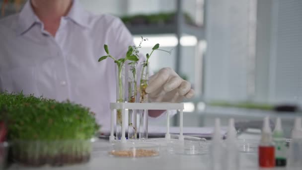 Laboratorio de modificación genética, asistente de laboratorio femenino examina brotes jóvenes de micro verde en frasco y gotea reactivo para estudiar la reacción mientras está sentado en el fondo de la mesa de estantes en — Vídeo de stock