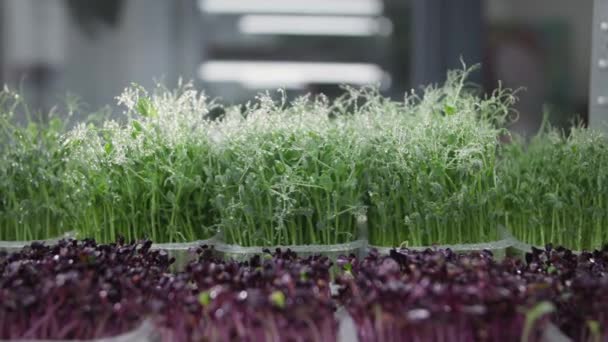 Biogazdaság, fiatal, lédús mikrozöld, a szárak vízcseppjeivel a modern üvegházban termesztett tartályokban — Stock videók