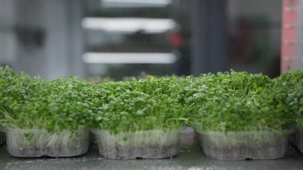 Eko livsstil, organiska groddar av unga mikrogröna vattnas från en sprayflaska på hyllor i ett växthus — Stockvideo
