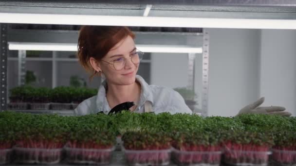 Negocio orgánico, agricultora joven con gafas que tienden micro verde en contenedores y espolvorear agua limpia de la botella de aerosol en invernadero moderno — Vídeos de Stock